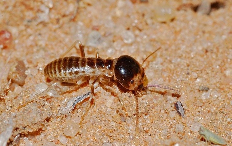 Termites